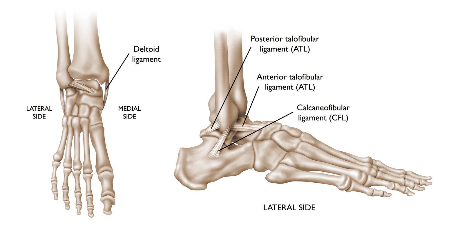 What are Ankle Ligament Injuries?