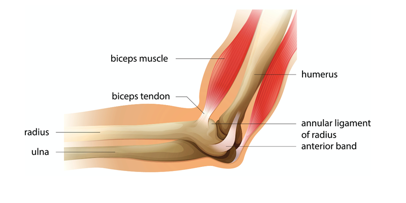 What are Elbow Ligament Injuries?