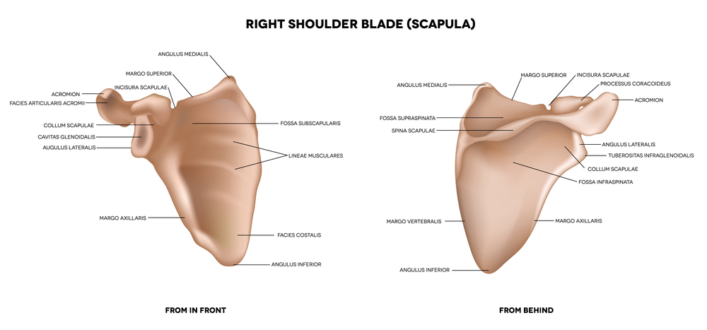 What is a Scapula Fracture?