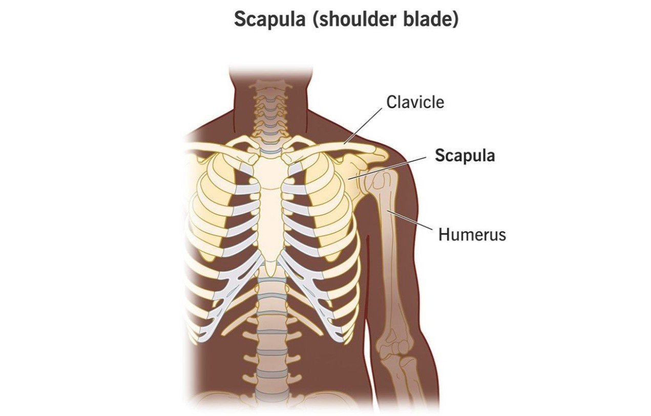 What causes a Scapula Fracture?