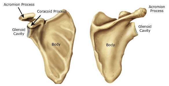 What are the treatment options for Scapula Fractures?